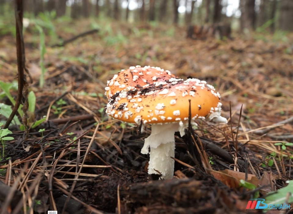 88 волгоградцев отравились дикими грибами